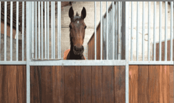 Professional Livery – How Does It Make Horse Care Easier for Busy Owners?