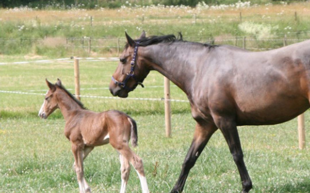 Why Livery is a Smart Choice for Horse Owners